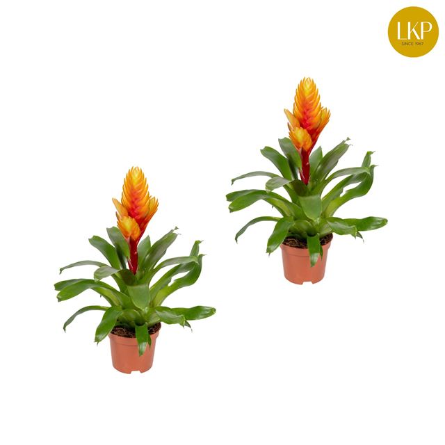 Picture of VRIESEA ELDORADO YELLOW