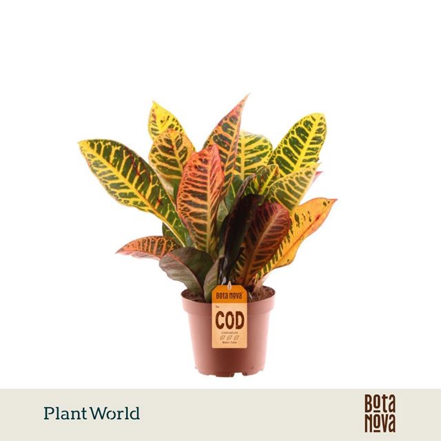 Picture of Codiaeum petra