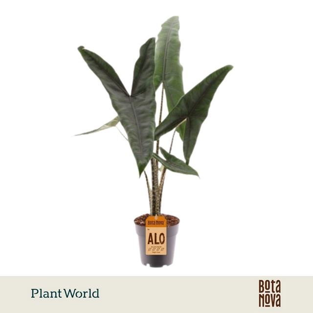 Picture of Alocasia tigrina superba