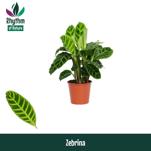 Picture of CALATHEA ZEBRINA