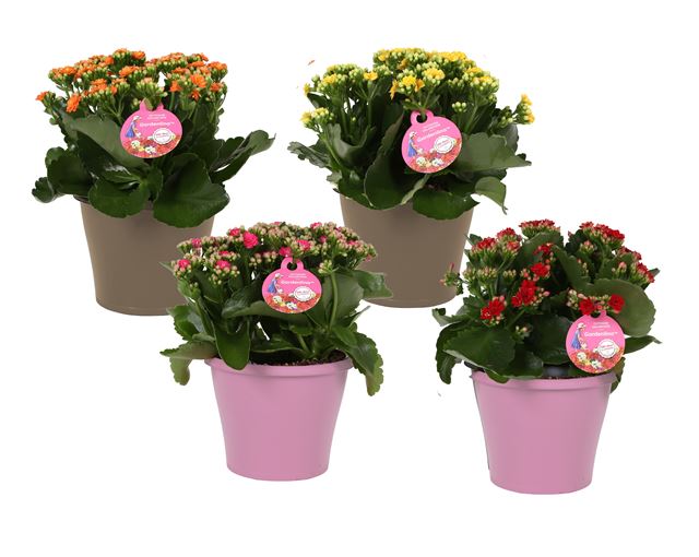 Picture of Kalanchoe gardenlina in colour coded pot