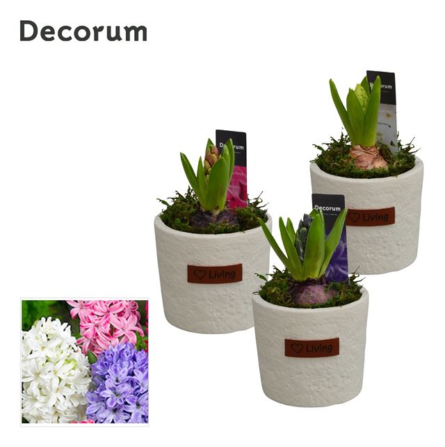 Picture of Hyacinthus 01bulb ceramic love living