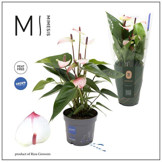 Picture of Anthurium andreanum lipa mini
