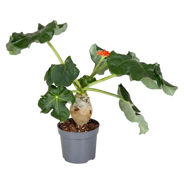 Picture of Jatropha podagrica