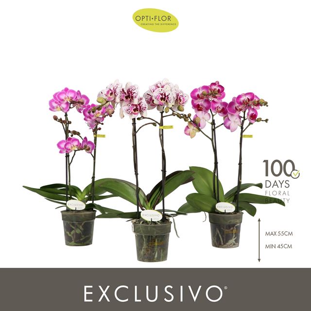 Picture of Phalaenopsis 02-stem exclusivo