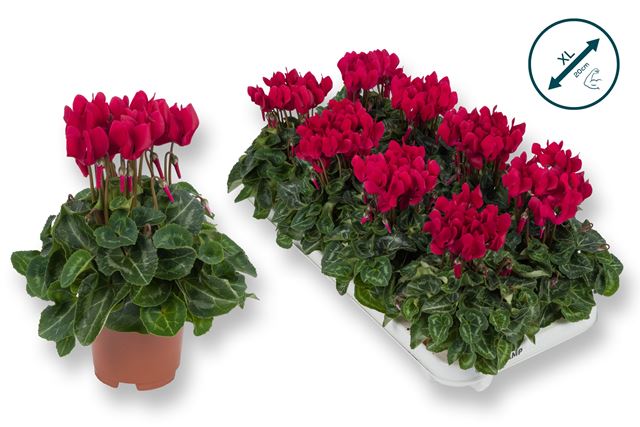 Picture of Cyclamen persicum wine-red