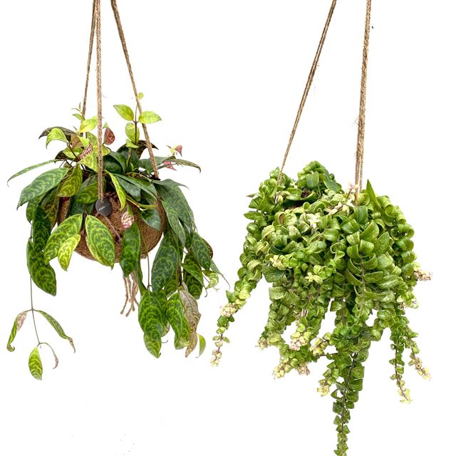 Picture of KOKODAMA AESCHYNANTHUS