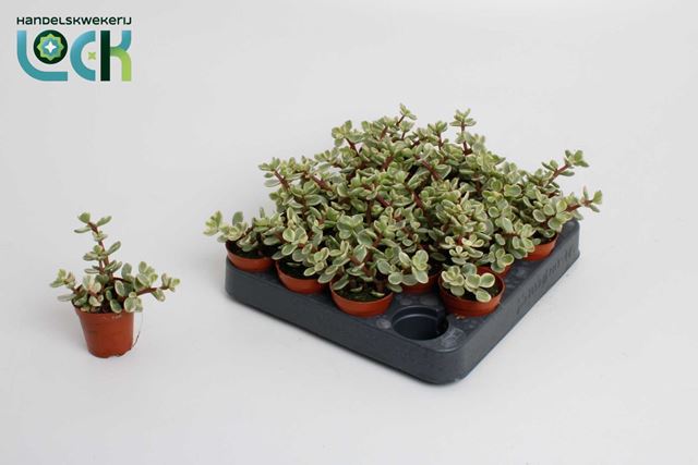 Picture of PORTULACARIA AFRA VARIGATA