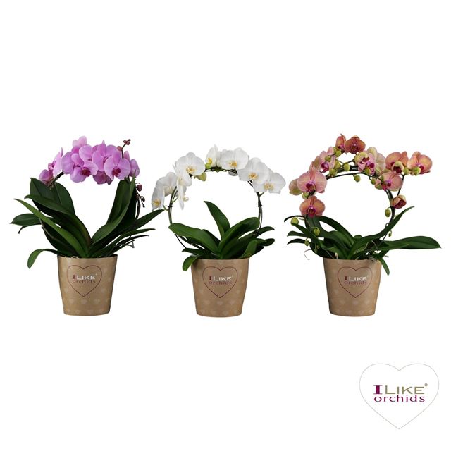 Picture of PHALAENOPSIS 02-STEM DUETTO HOOP MIX