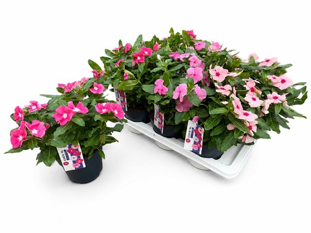 Picture of Catharanthus xl mix