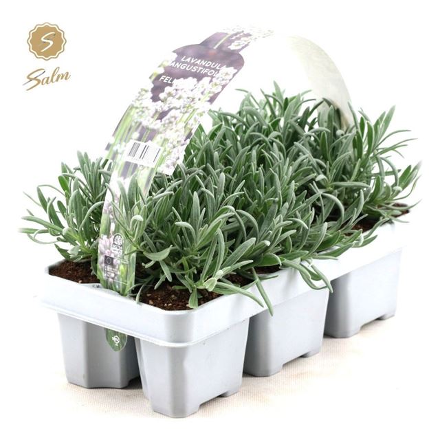 Picture of LAVANDULA ANGUSTIFOLIA WHITE 06-PACK