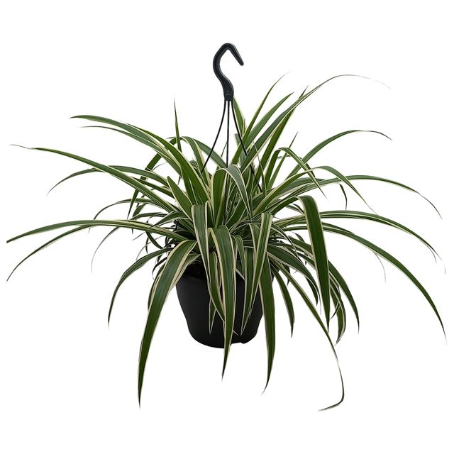 Picture of Chlorophytum comosum vittatum hanging basket