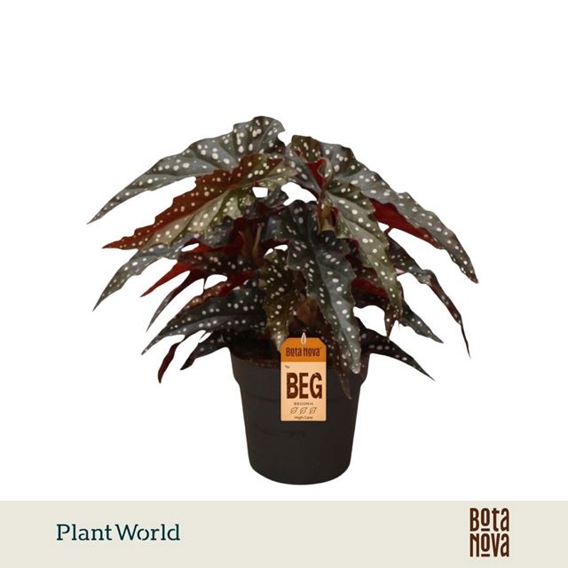 Picture of Begonia black forrest