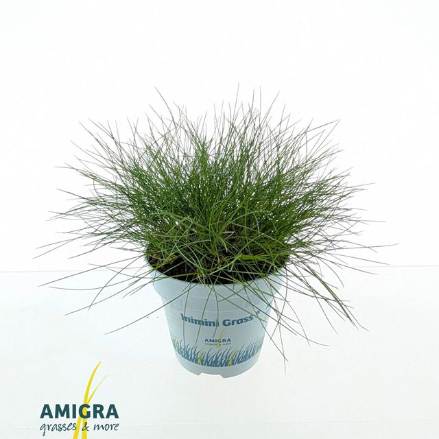 Picture of Festuca gautieri pic carlit