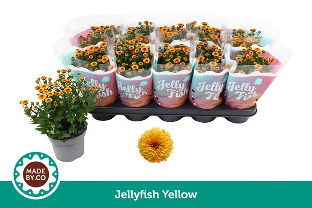 Picture of Chrysanthemum jellyfish yellow