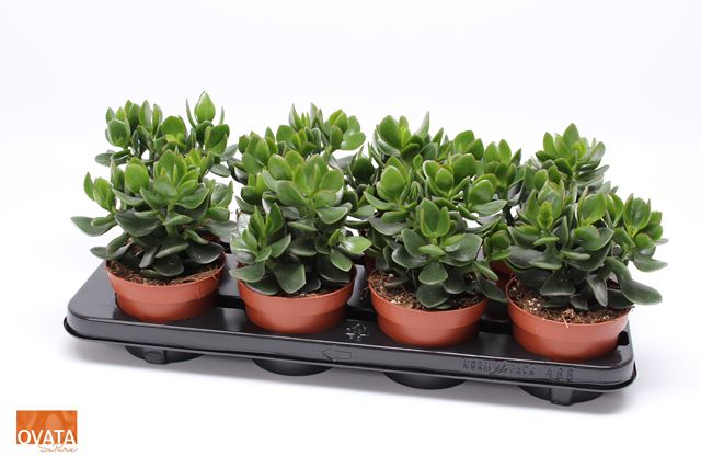 Picture of CRASSULA OVATA HULK