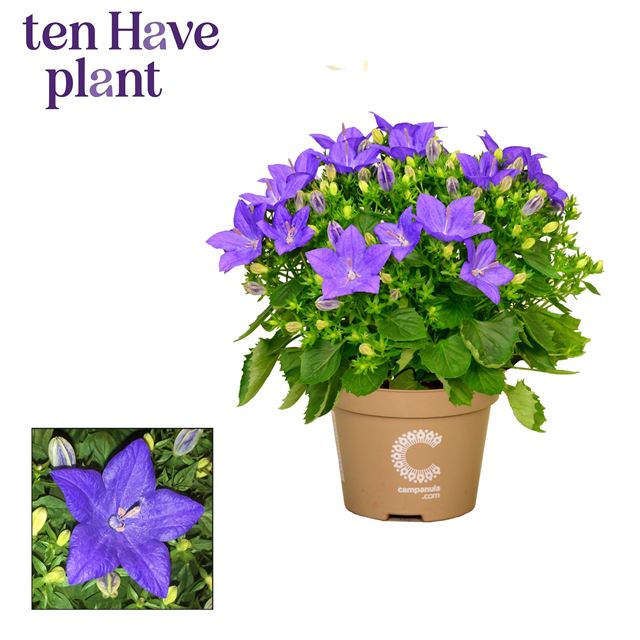 Picture of Campanula isophylla blue