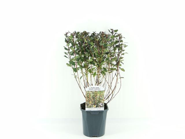 Picture of Physocarpus opulifolius little devil