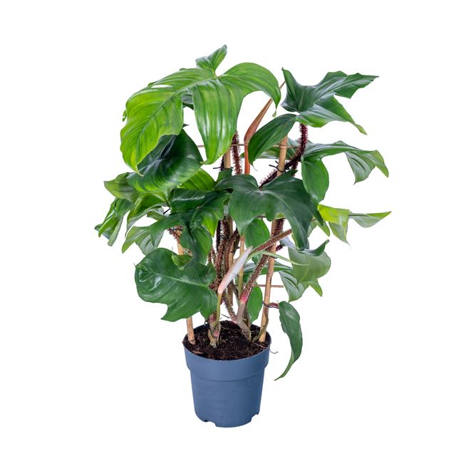 Picture of Philodendron squamiferum on frame