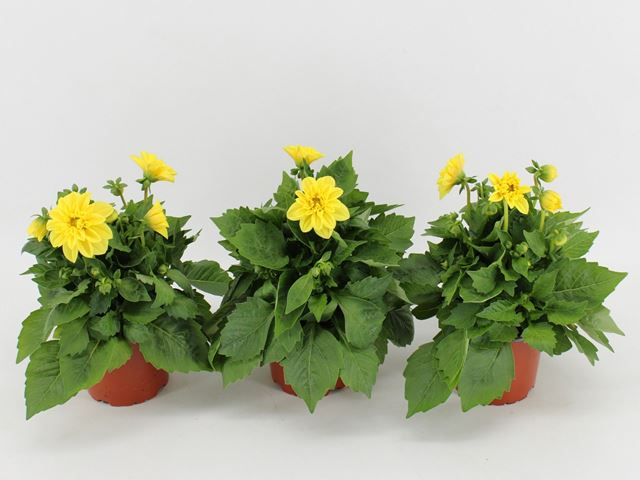 Picture of Dahlia dahlietta margaret