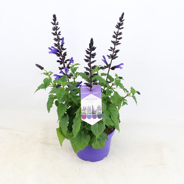 Picture of Salvia salgoon lake blueberry