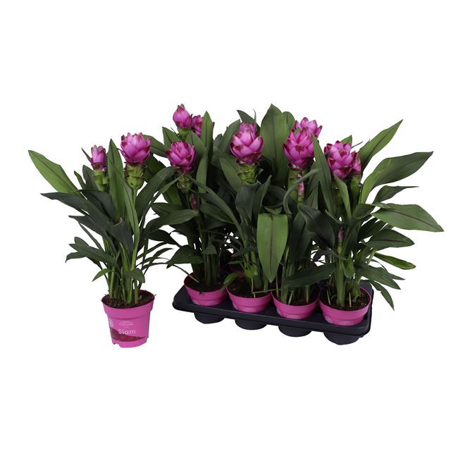 Picture of CURCUMA ALISMATIFOLIA SIAM SANNA