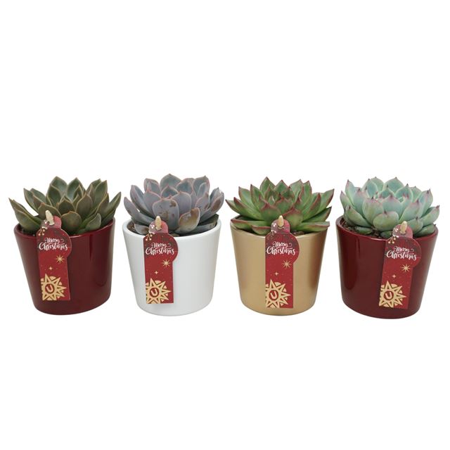 Picture of ECHEVERIA MIX IN XMAS CERAMIC MIX