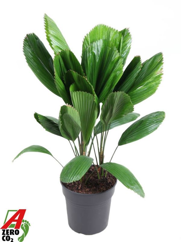Picture of Licuala grandis