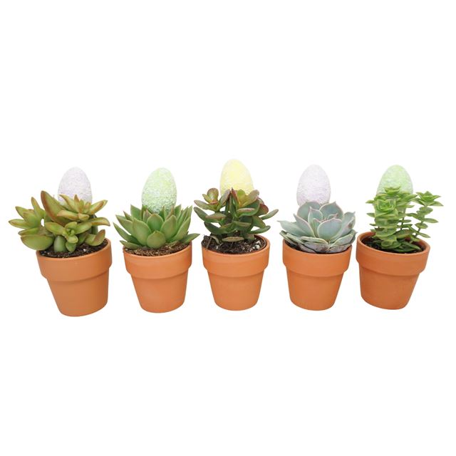 Picture of Succulent mix easter in terracotta pot