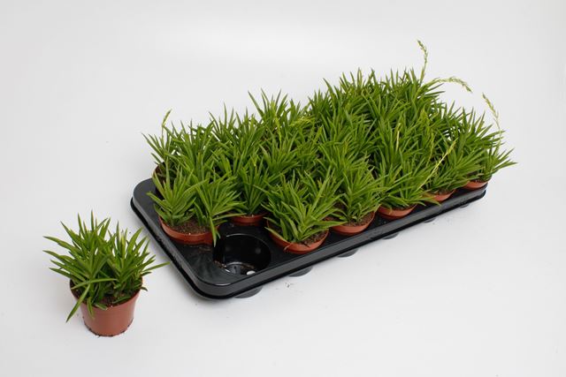 Picture of PEPEROMIA SWEET SPARK