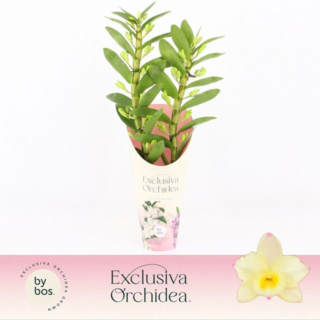 Picture of Dendrobium nobile 02-stem tweety