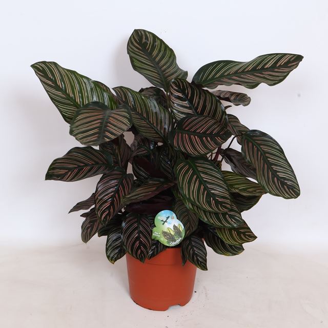 Picture of Calathea ornata