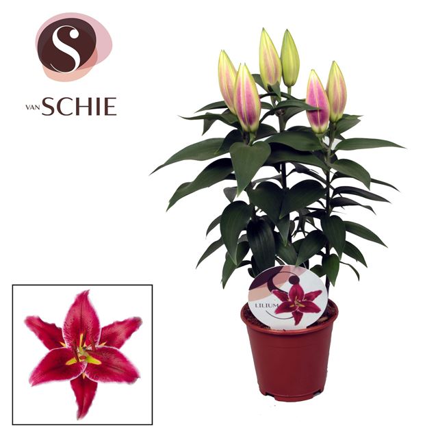 Picture of Lilium orientalis 03pp magny cours