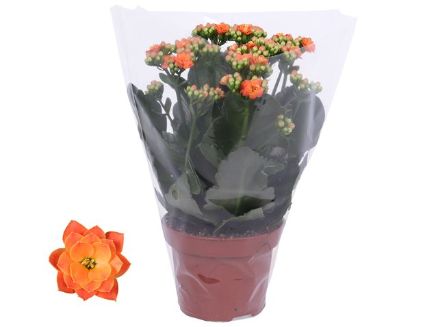 Picture of KALANCHOE DOUBLE ORANGE