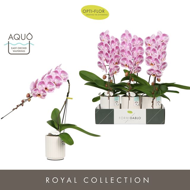 Picture of PHALAENOPSIS 01-ST FORMIDABLO IGUAZU FALLS IN CER
