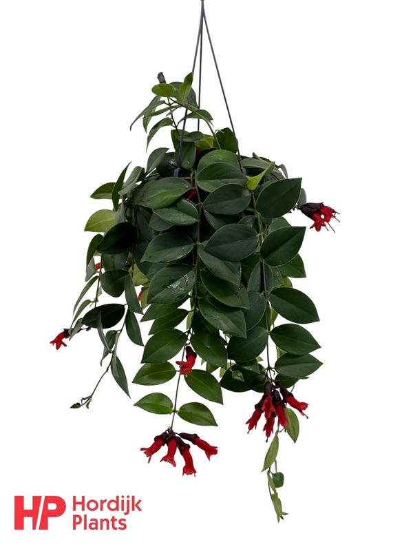 Picture of Aeschynanthus mona lisa in hanging basket