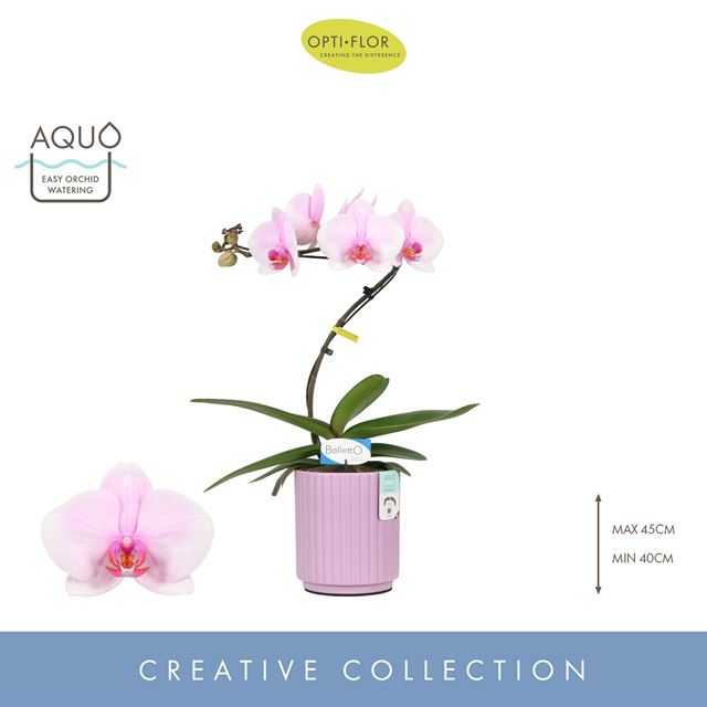 Picture of PHALAENOPSIS 01-STEM BALLETTO CURL IN CERAMIC