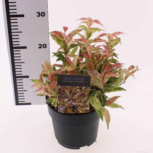 Picture of Leucothoe fontanesiana rainbow