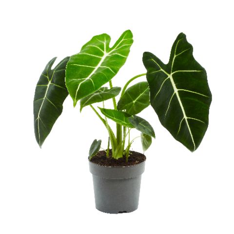 Picture of ALOCASIA MICHOLITZIANA FRYDEK