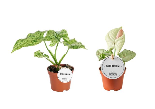 Picture of Syngonium mix