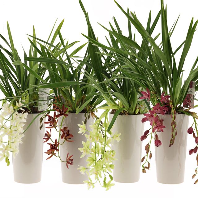 Picture of CYMBIDIUM 03/04-STEM MIX CASCADE IN CERAMIC