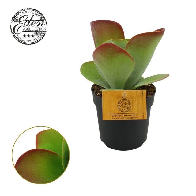 Picture of Kalanchoe thyrsiflora