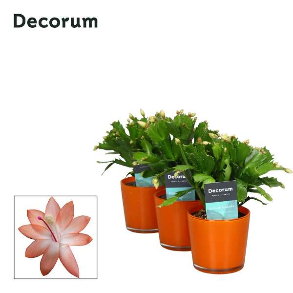 Picture of Schlumbergera in glass orange