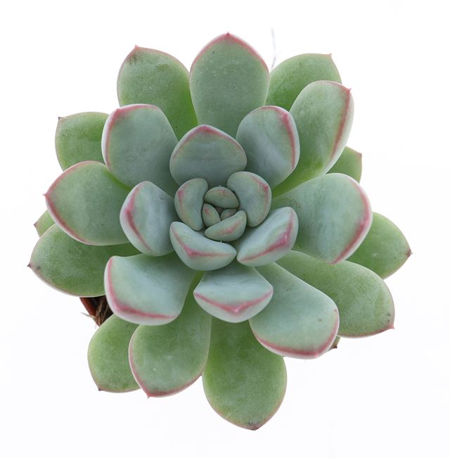 Picture of Echeveria morning dew