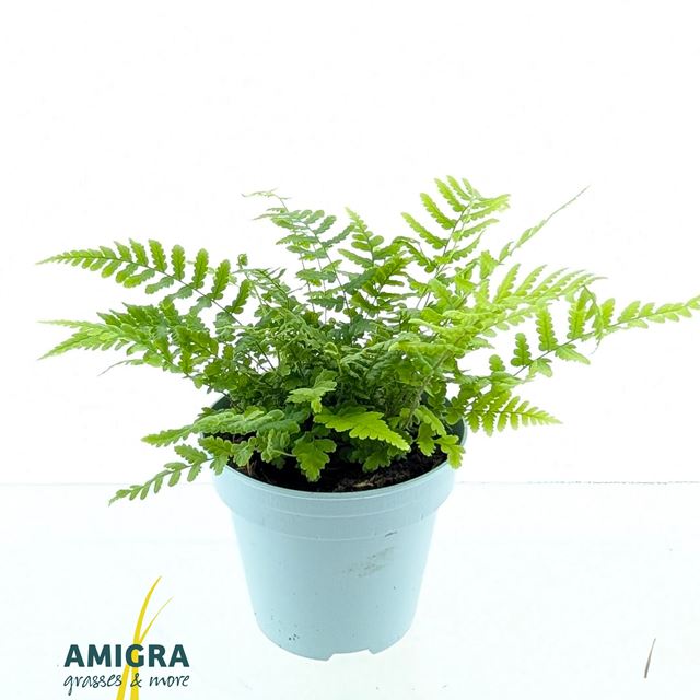 Picture of Dryopteris affinis