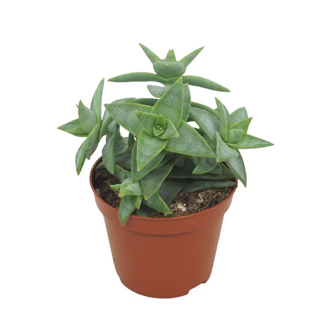 Picture of CRASSULA PERFORATA PAGODA 