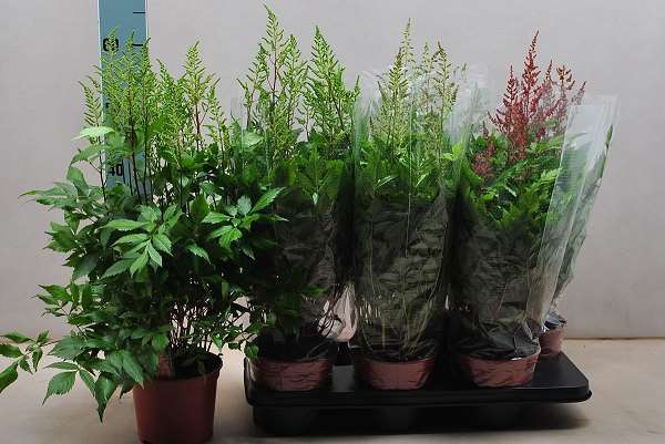 Picture of ASTILBE ARENDSII MIX