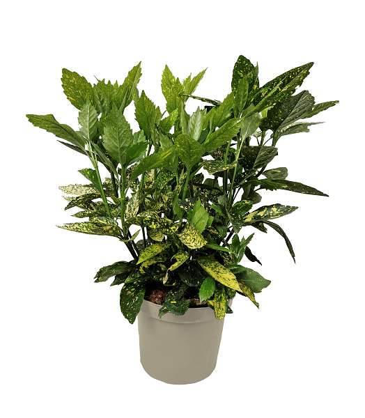 Picture of Aucuba japonica