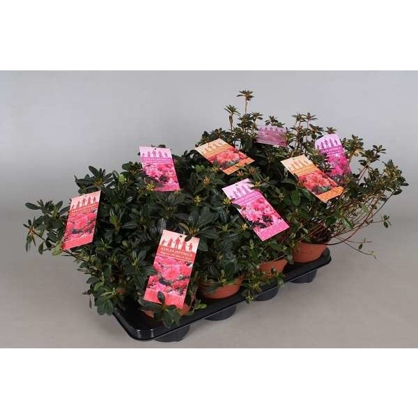 Picture of RHODODENDRON JAPONICA (AZALEA) MIX