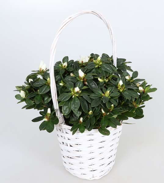 Picture of AZALEA FLANDRESSE WIT HENSELMAND